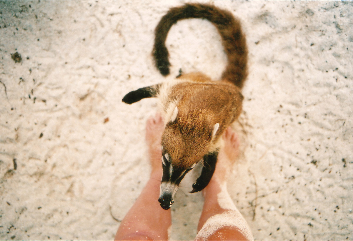 Coati